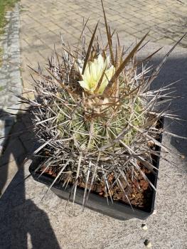 Stenocactus phyllacanthus